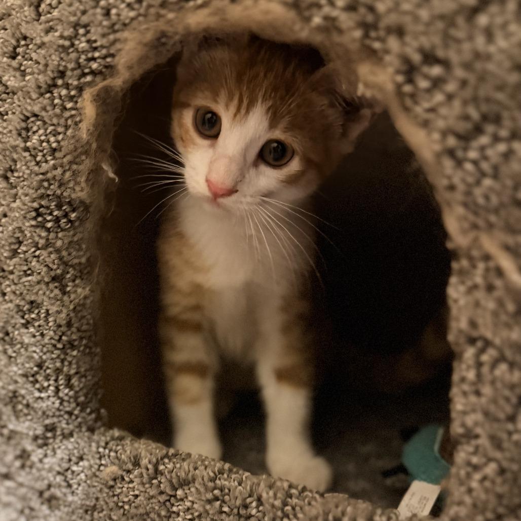 Horchata, Adoptable, Kitten Female Domestic Short Hair.