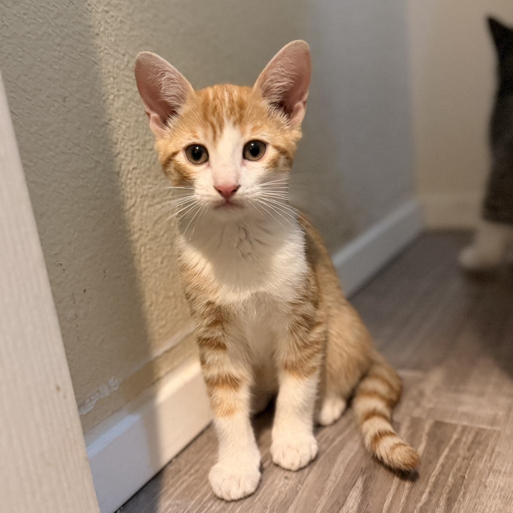 Enlarge Horchata, a Adoptable Domestic Short Hair in Ventura, CA image 2/2