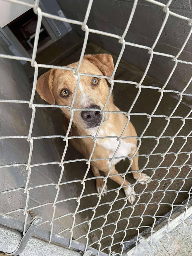 Cheerio, Adoptable, Adult Female Mixed Breed.