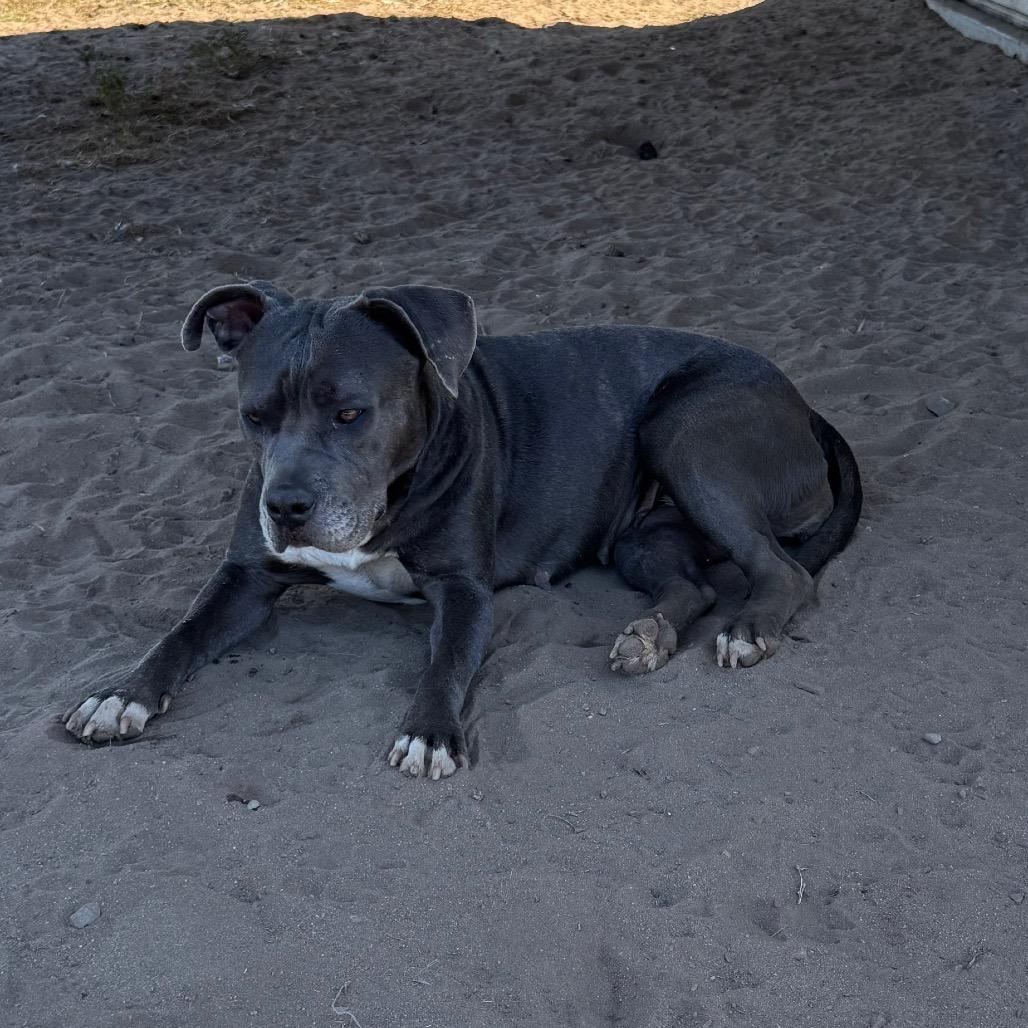 Bella 10, Adoptable, Adult Female Mixed Breed.