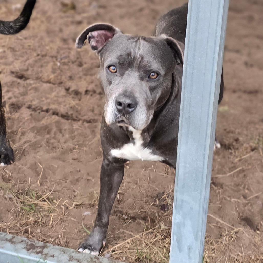 Enlarge Bella 10, a Adoptable Mixed Breed in Hinesville, GA image 2/6