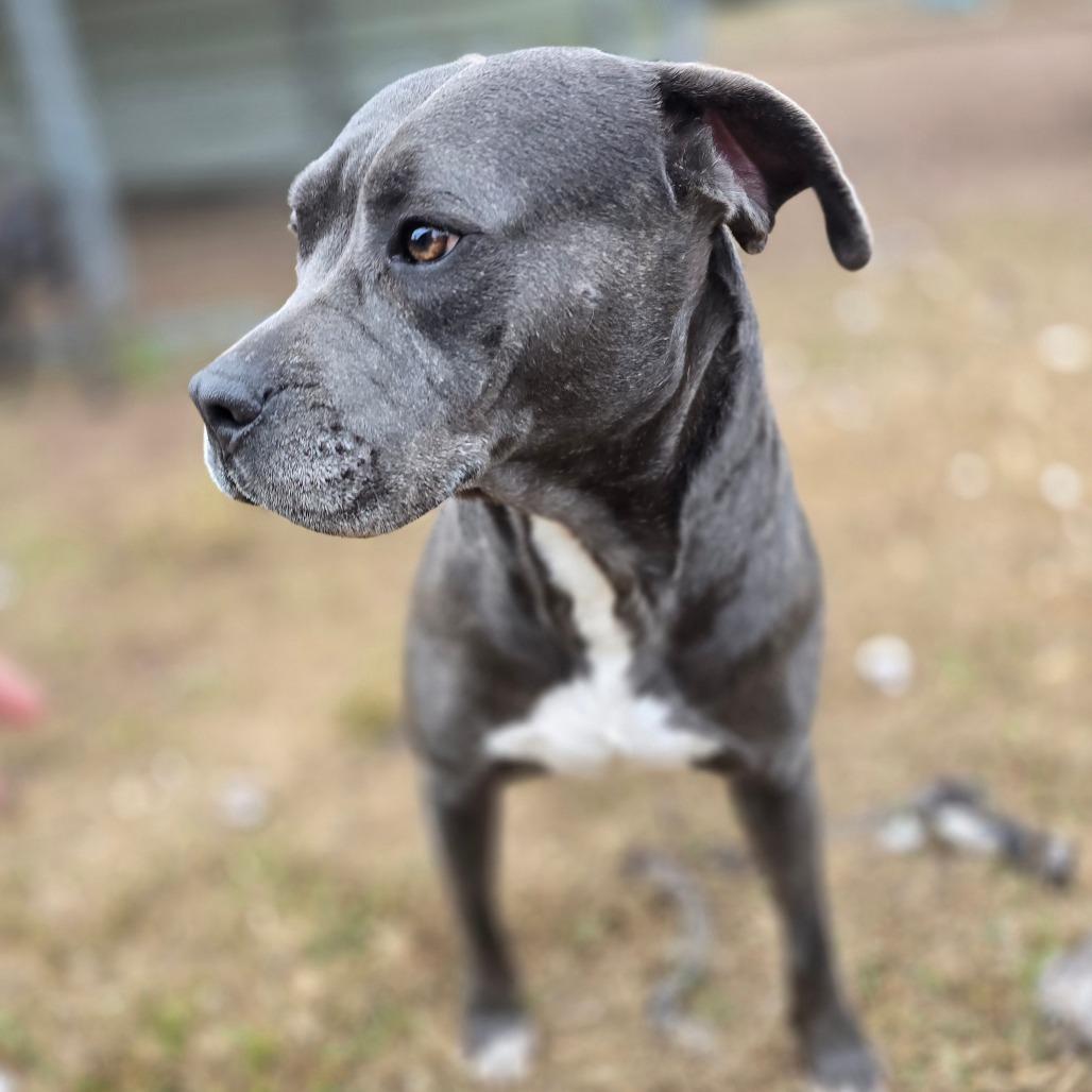 Enlarge Bella 10, a Adoptable Mixed Breed in Hinesville, GA image 3/6