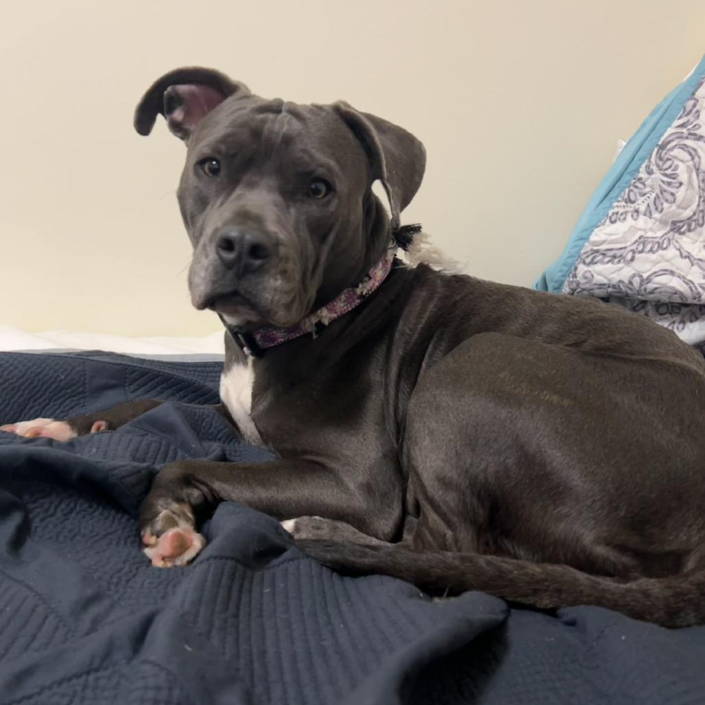 Bella 10, a Adoptable Mixed Breed in Hinesville, GA image 3/3