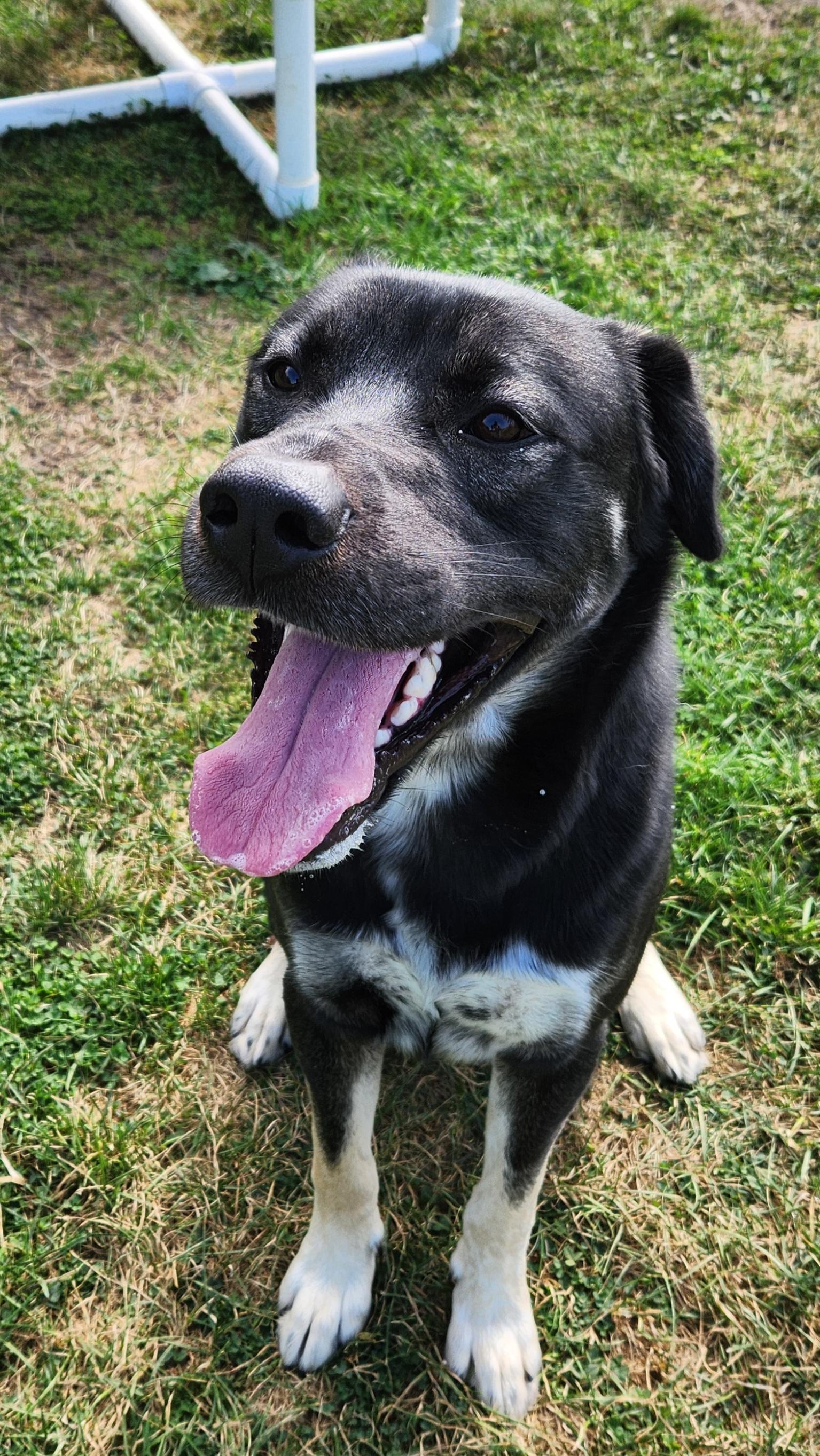 Case, Adoptable, Adult Male German Shepherd Dog.