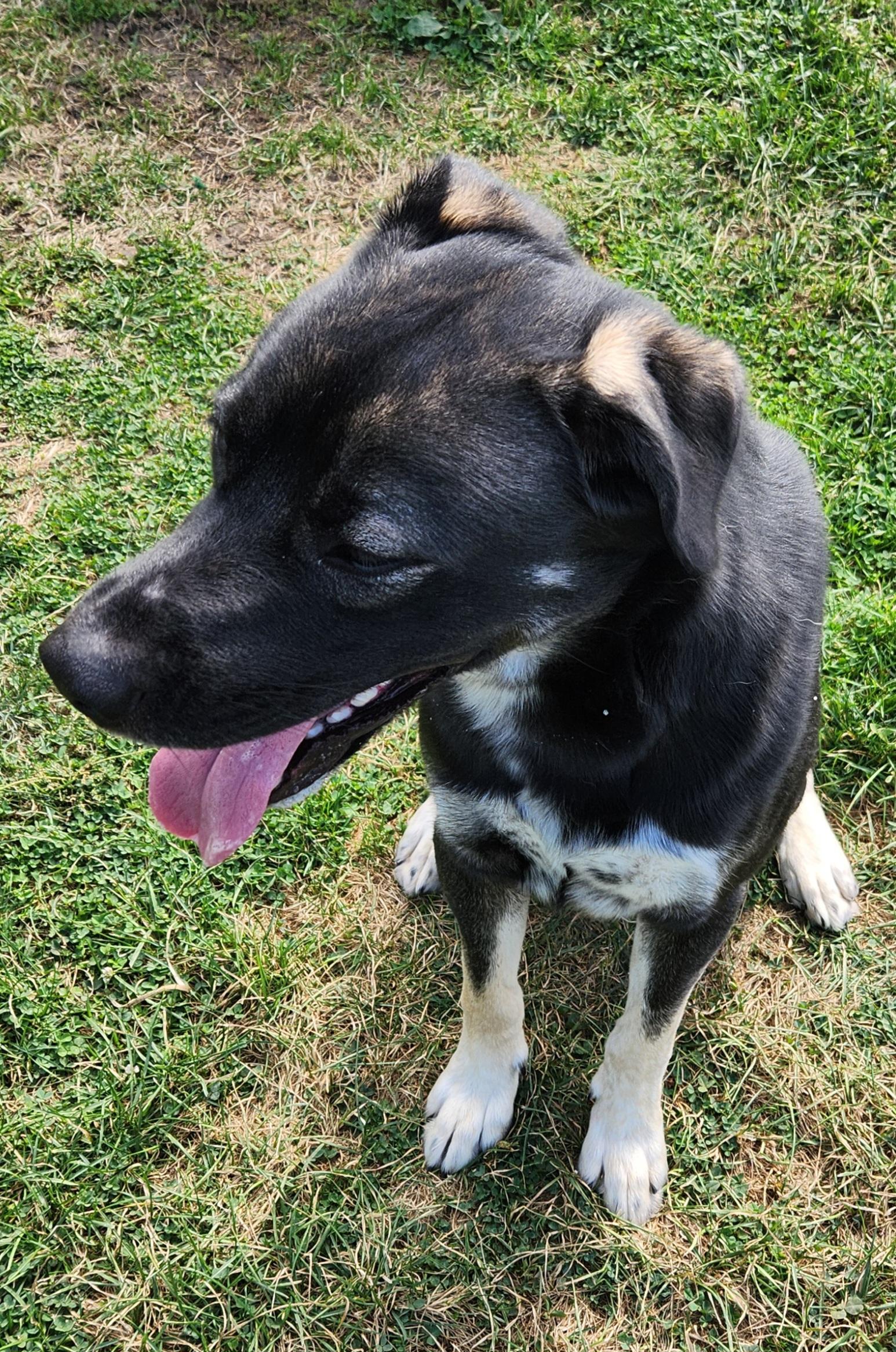 Enlarge Case, a Adoptable mixed breed in Cedar Rapids, IA image 4/5