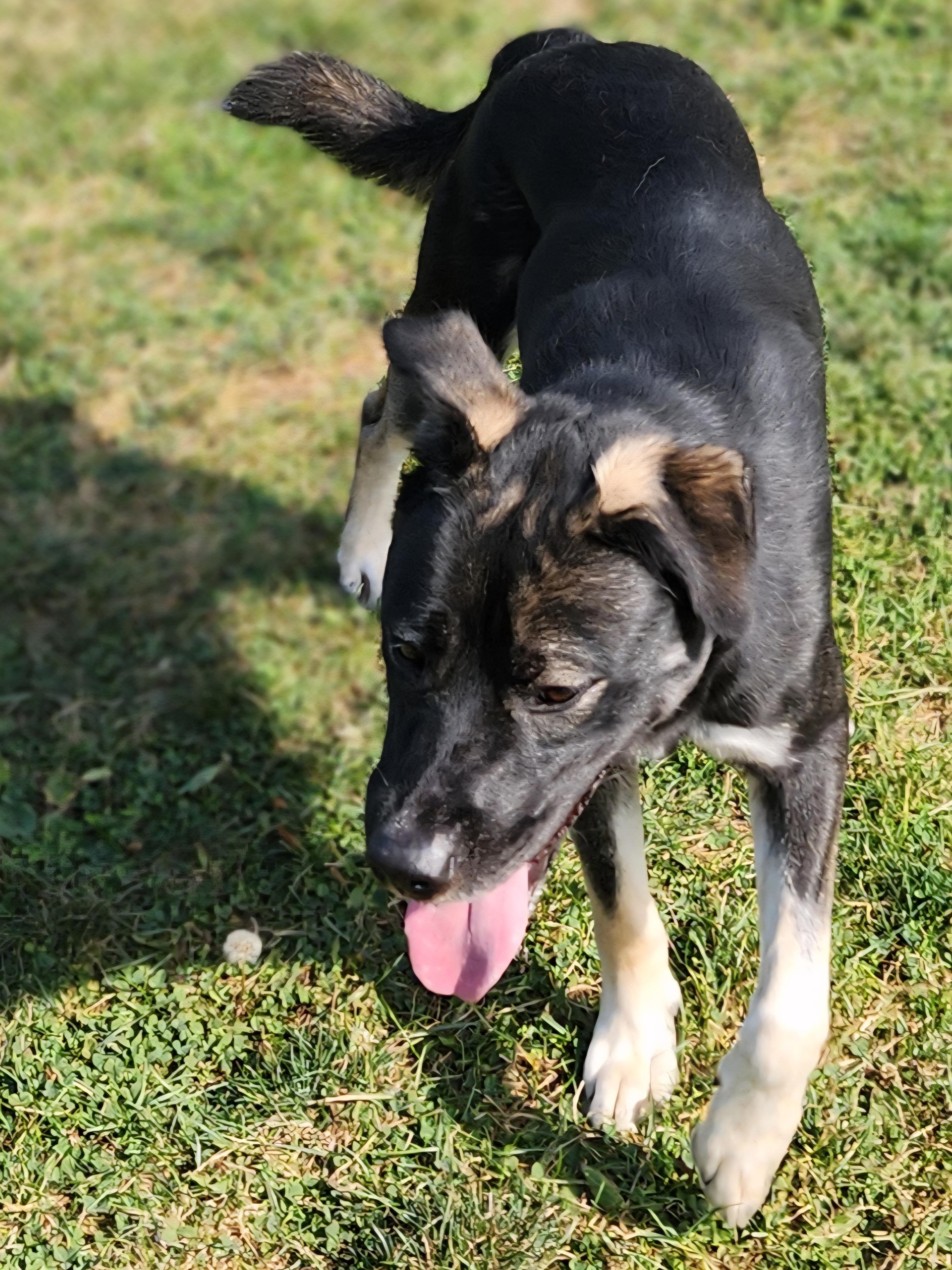 Enlarge Case, a Adoptable mixed breed in Cedar Rapids, IA image 5/5
