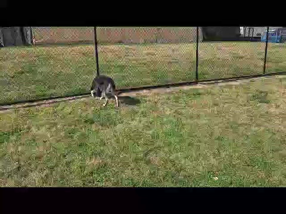 Enlarge Case, a Adoptable mixed breed in Cedar Rapids, IA video 1/5