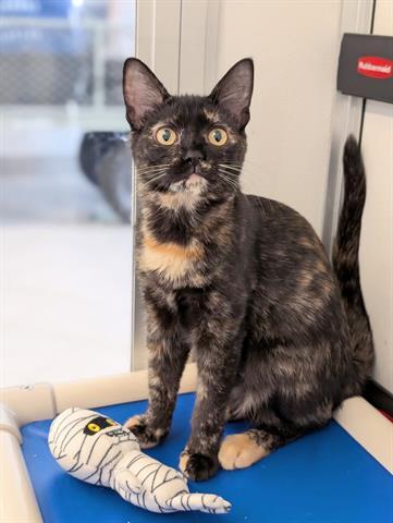 Enlarge FRANCES, a Adoptable Domestic Short Hair in Canfield, OH image 1/1