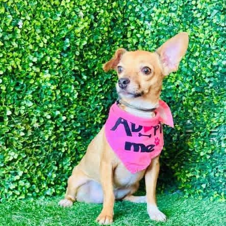 Enlarge NENA, a Adoptable mixed breed in Langley, BC image 1/5