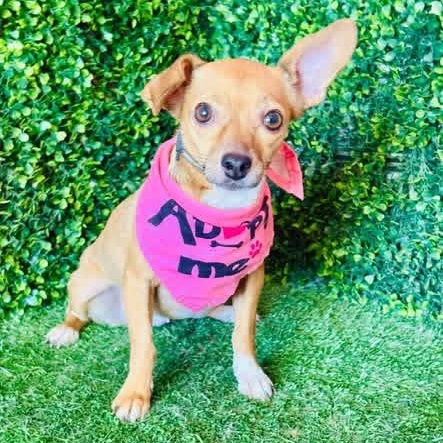 Enlarge NENA, a Adoptable mixed breed in Langley, BC image 3/5