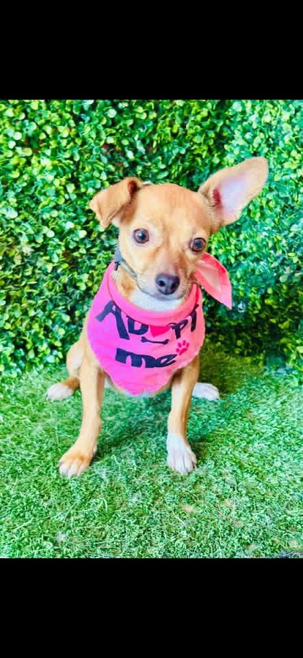 Enlarge NENA, a Adoptable mixed breed in Langley, BC image 4/5