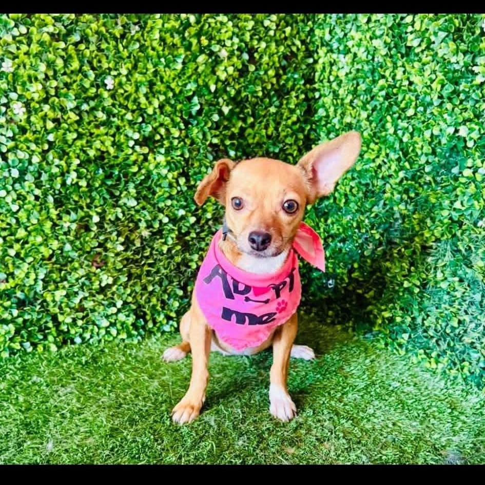 Enlarge NENA, a Adoptable mixed breed in Langley, BC image 2/5