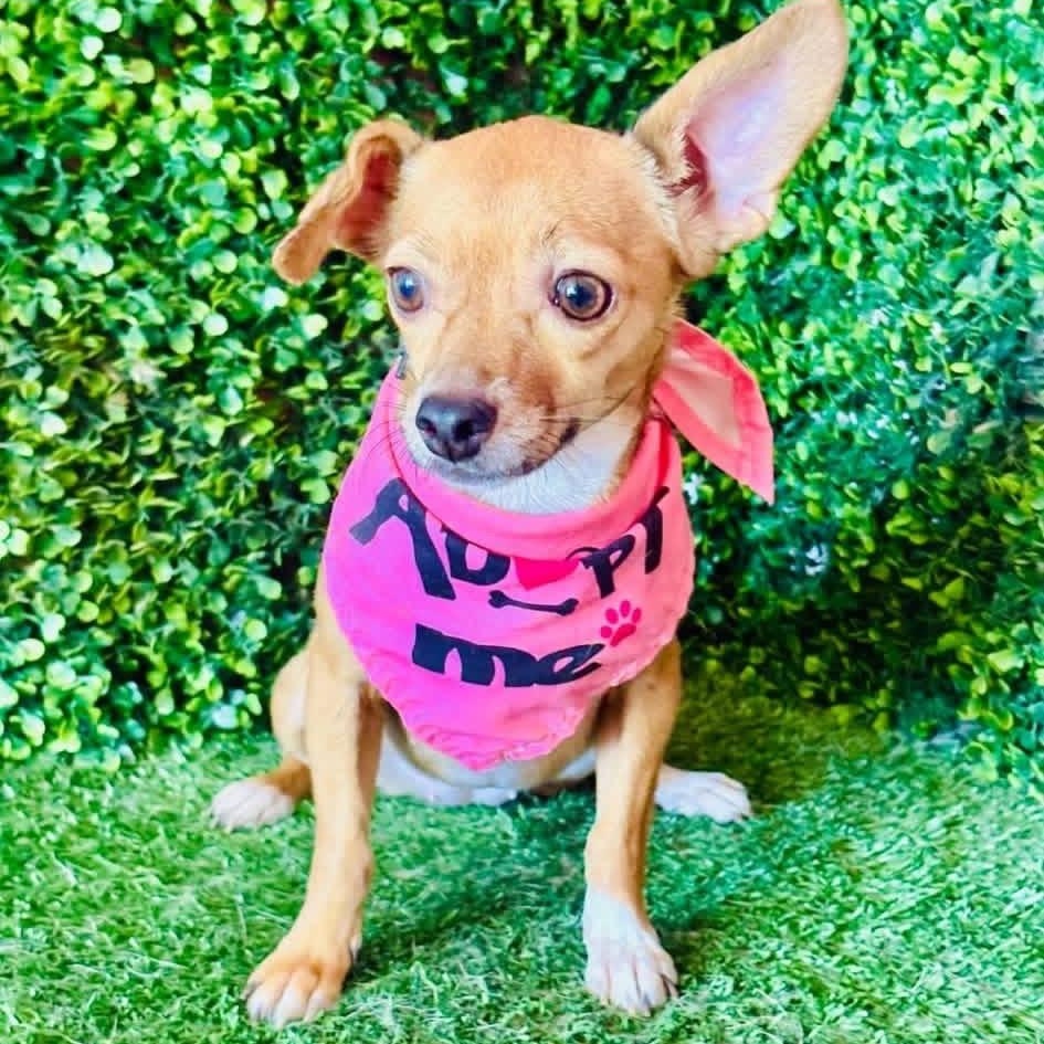 Enlarge NENA, a Adoptable mixed breed in Langley, BC image 5/5