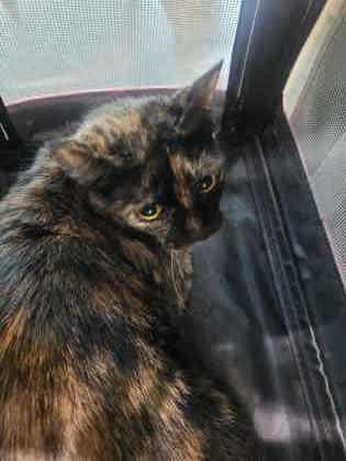 Enlarge Bootsie, a Adoptable mixed breed in Memphis, TN image 1/1