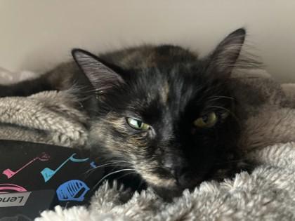 Bootsie, Adoptable, Adult Female Domestic Medium Hair & Domestic Short Hair.