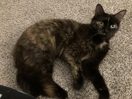 Enlarge Bootsie, a Adoptable mixed breed in Memphis, TN image 2/3