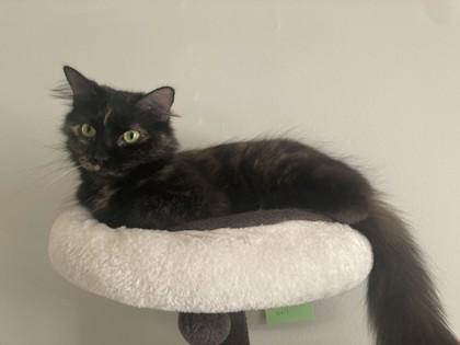 Enlarge Bootsie, a Adoptable mixed breed in Memphis, TN image 3/3