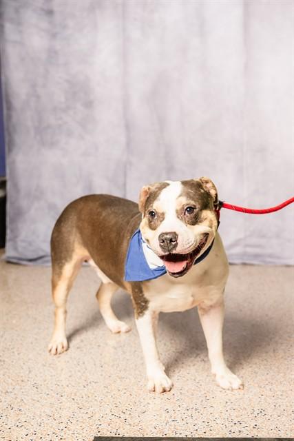 Enlarge SHIELD, a Adoptable American Bulldog in Miami, FL image 1/1