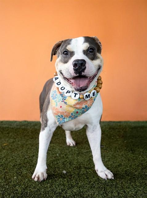 Enlarge SHIELD, a Adoptable American Bulldog in Miami, FL image 1/1