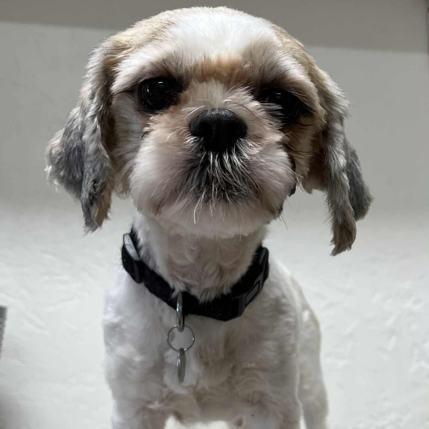 Harriett-Foster Home Needed