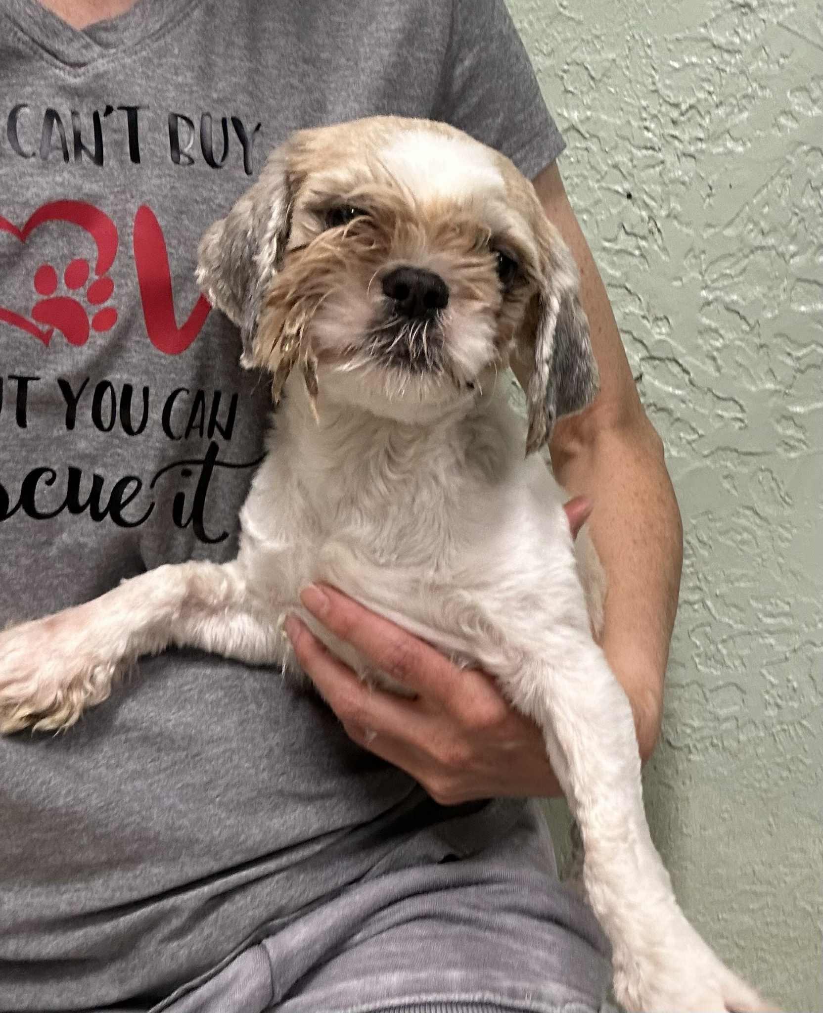 Harriett-Foster Home Needed