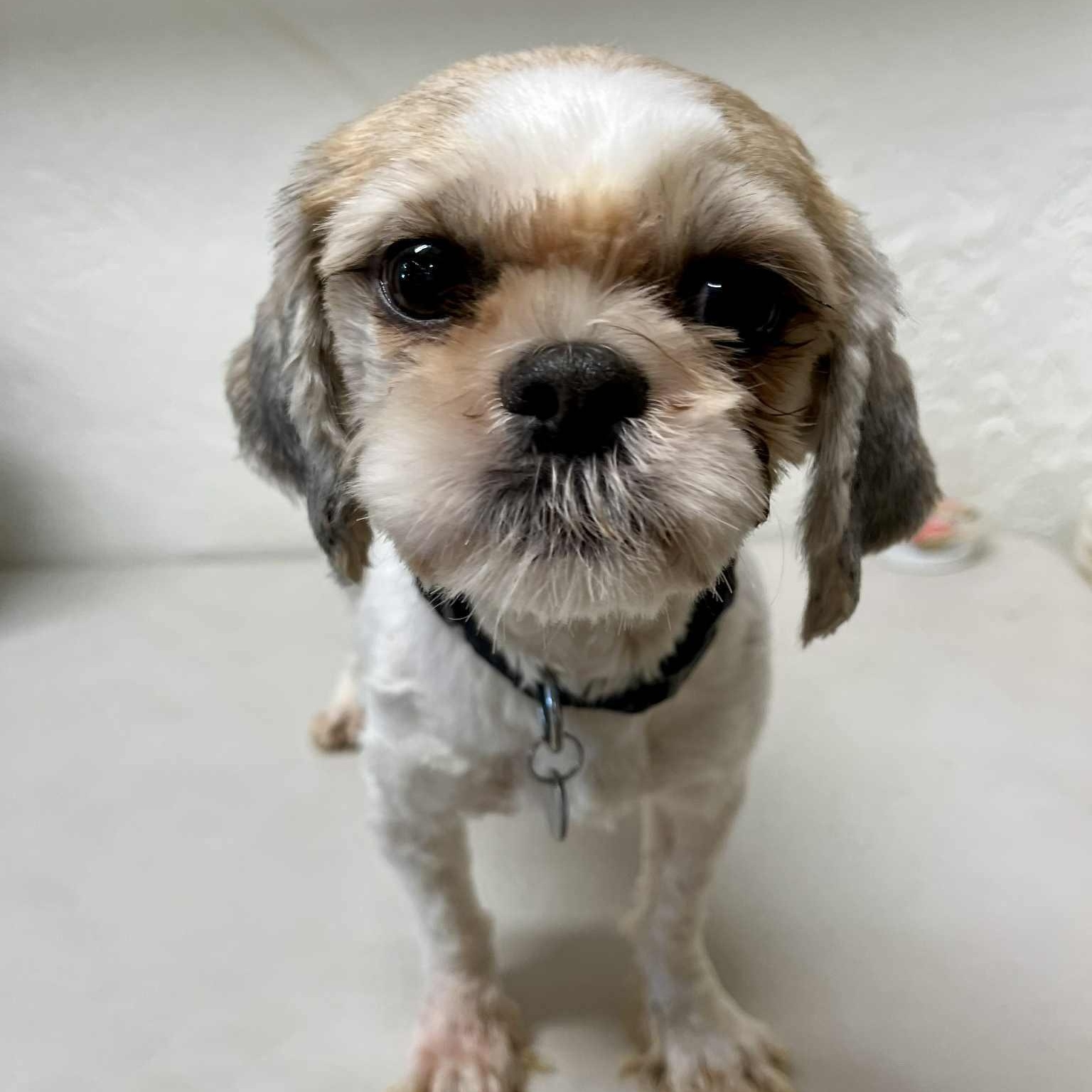 Harriett-Foster Home Needed