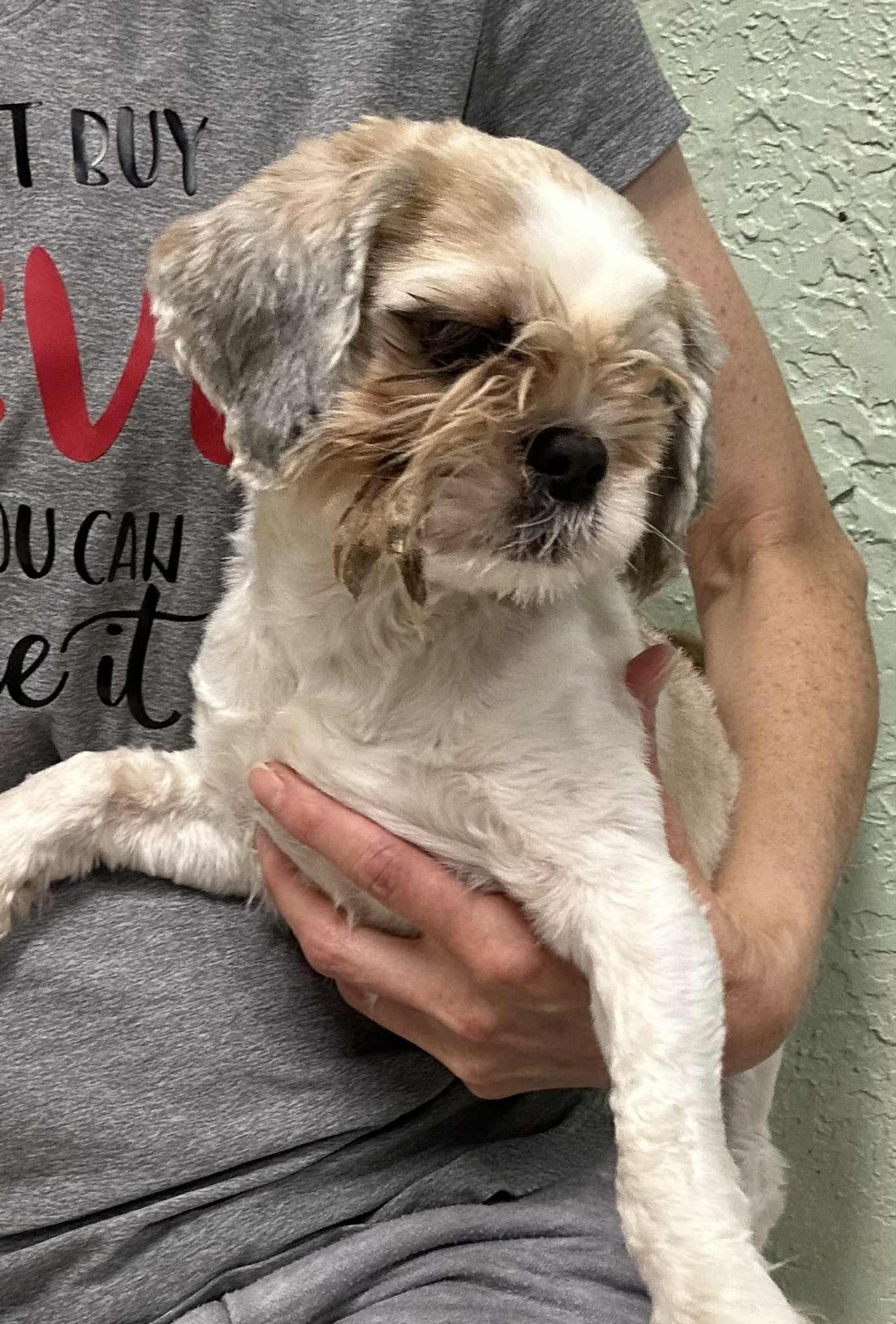 Harriett-Foster Home Needed