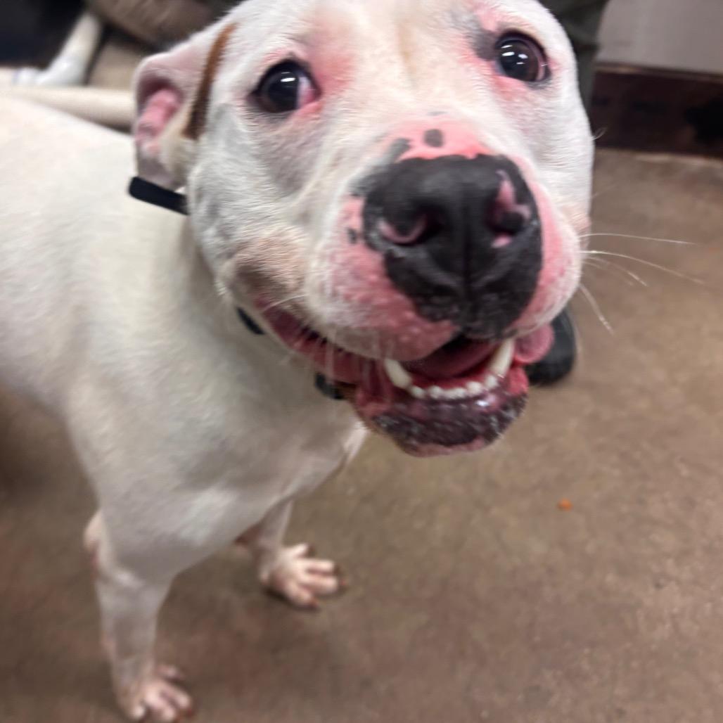 BeeGee, Adoptable, Adult Female Pit Bull Terrier.