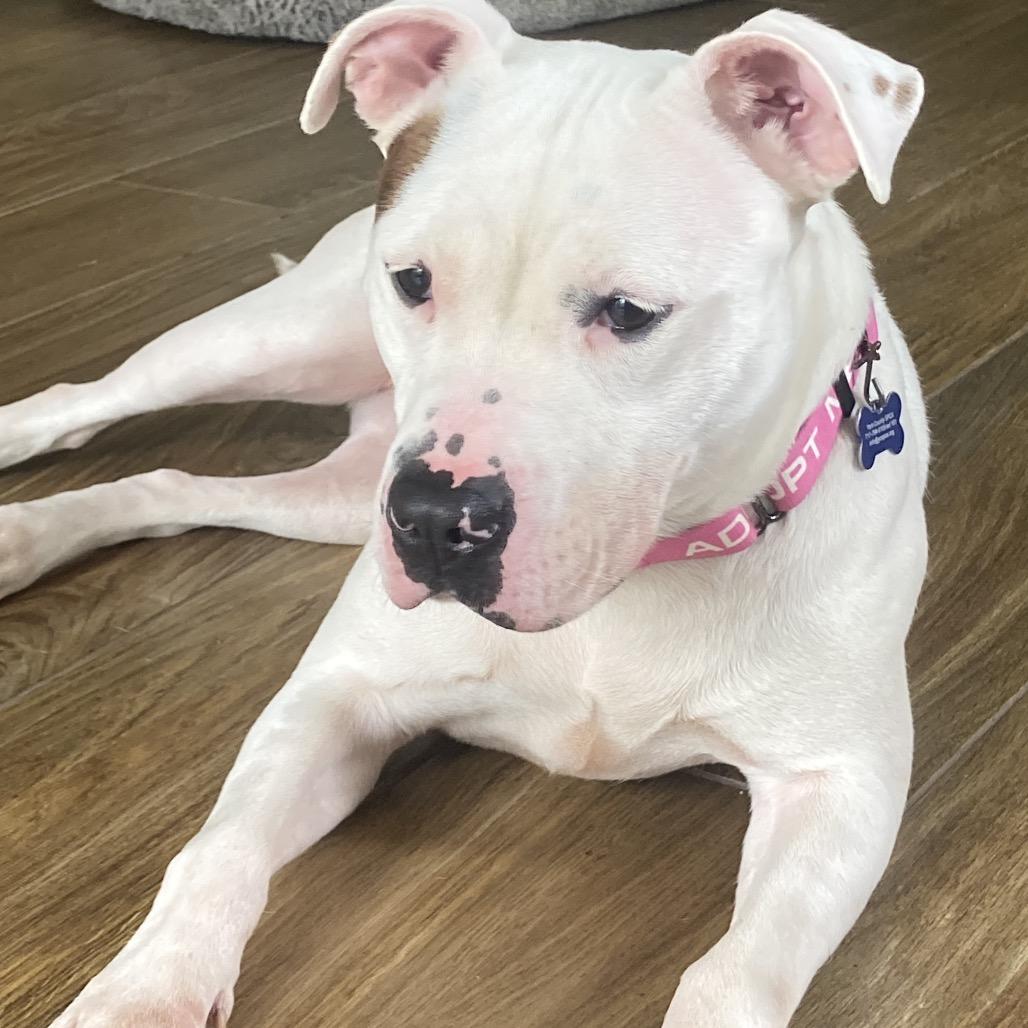 Enlarge BeeGee, a Adoptable Pit Bull Terrier in York, PA image 3/4