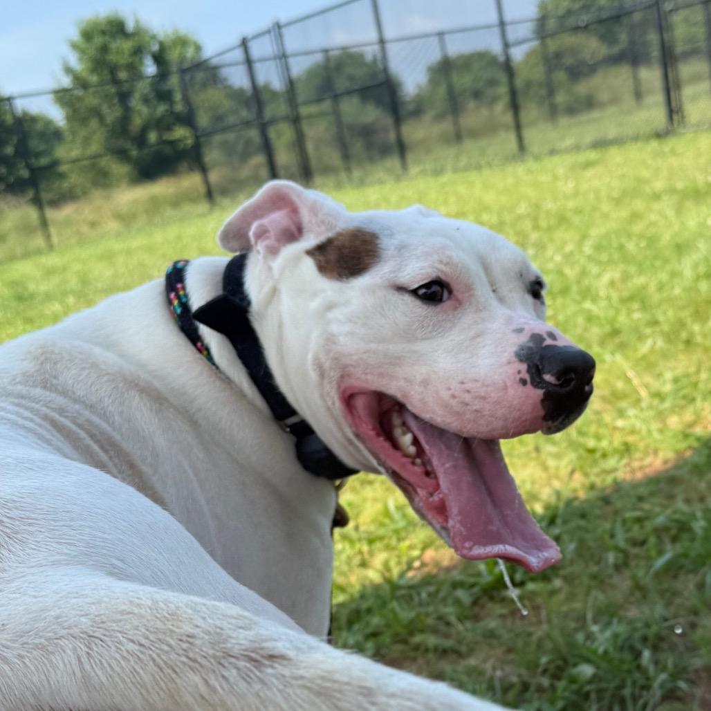 Enlarge BeeGee, a Adoptable Pit Bull Terrier in York, PA image 4/4