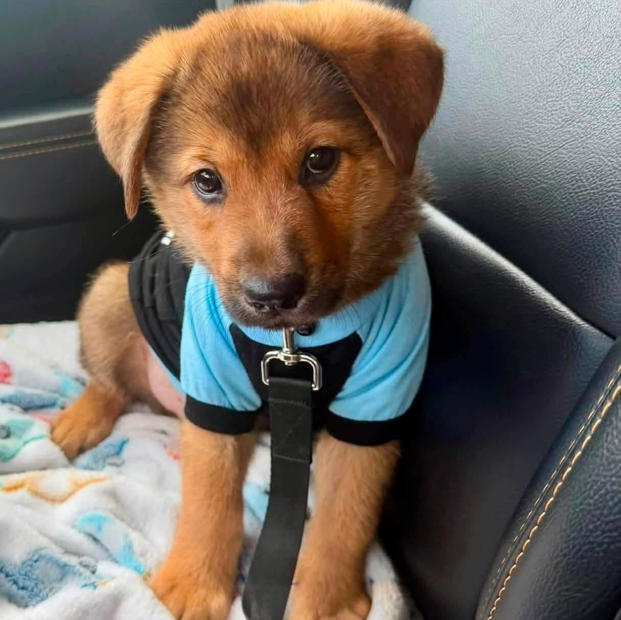 Haaland, ADOPTABLE, Puppy Male Shiba Inu.