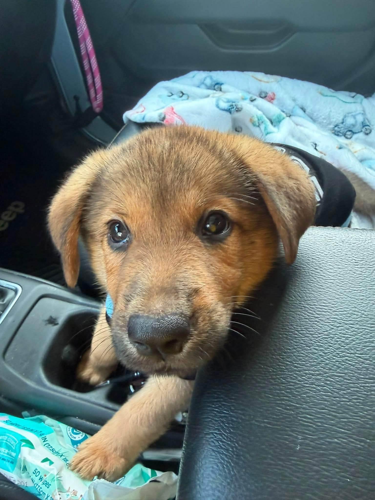 Haaland, a ADOPTABLE mixed breed in West Haven, CT image 4/4