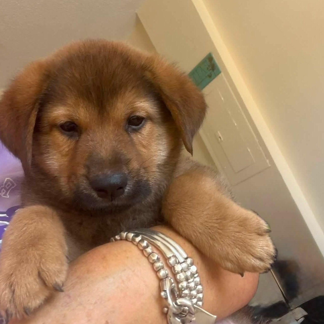 Haaland, a ADOPTABLE mixed breed in West Haven, CT image 2/4