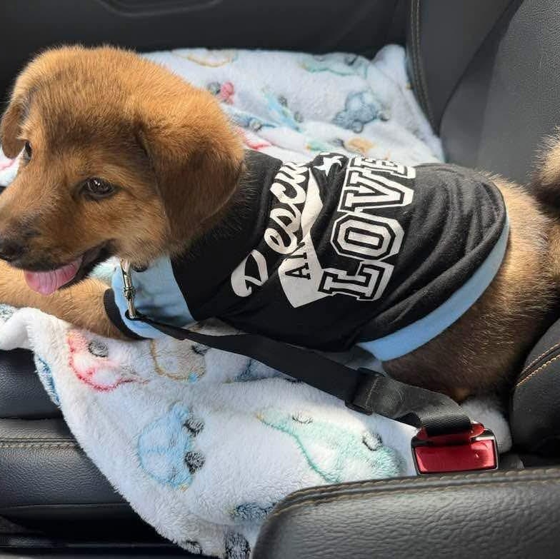 Haaland, a ADOPTABLE mixed breed in West Haven, CT image 3/4