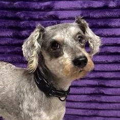 Enlarge Duke, a Adoptable mixed breed in Hartland, WI image 1/4