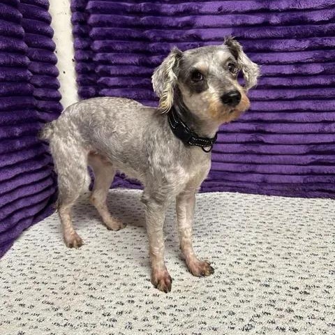 Enlarge Duke- Foster Home Needed, a Adoptable mixed breed in Hartland, WI image 3/4