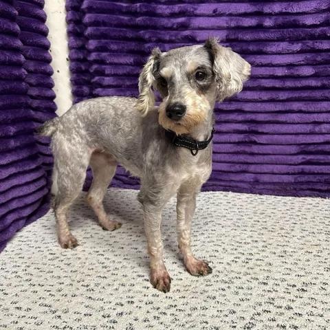 Enlarge Duke- Foster Home Needed, a Adoptable mixed breed in Hartland, WI image 2/4