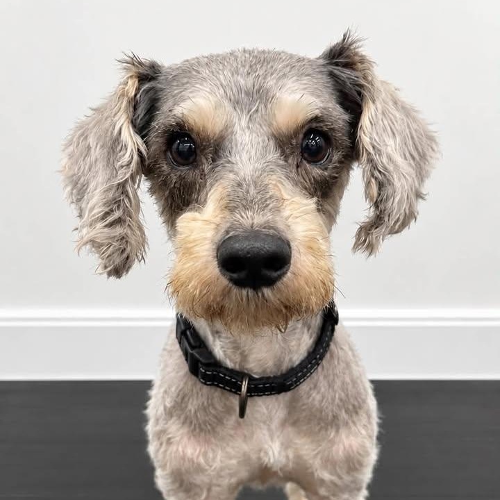 Enlarge Duke- Foster Home Needed, a Adoptable mixed breed in Hartland, WI image 4/4