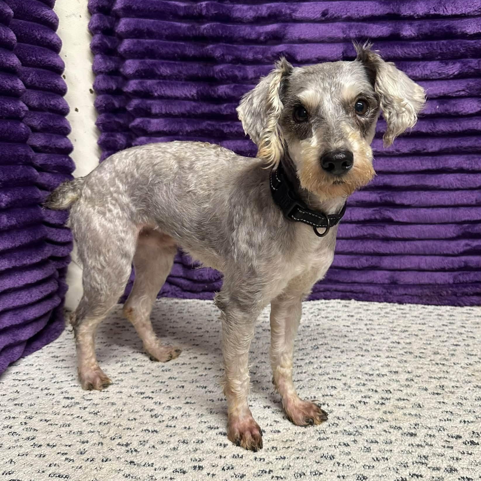 Enlarge Duke- Foster Home Needed, a Adoptable mixed breed in Hartland, WI image 1/4
