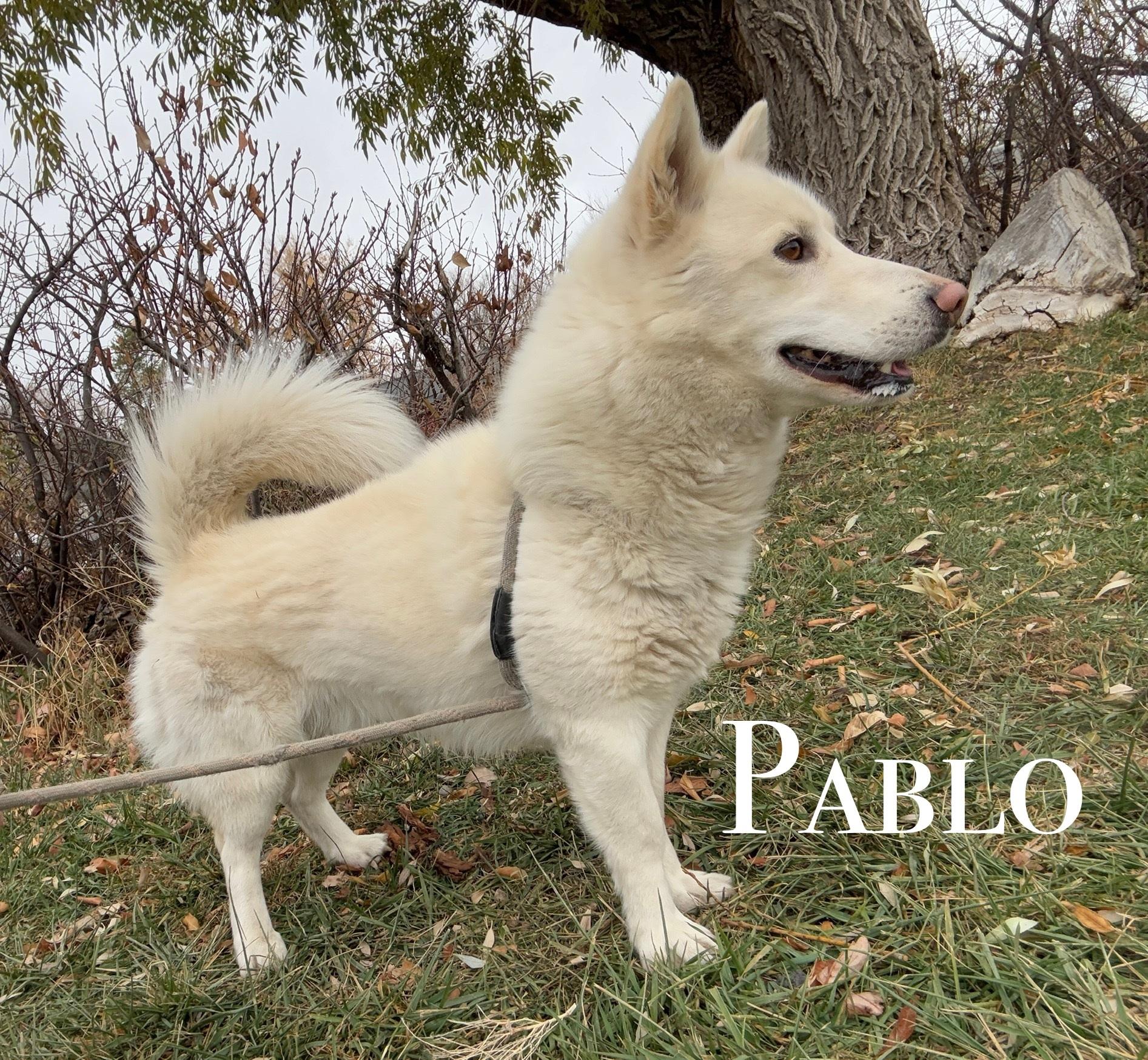 Enlarge Pablo, a Adoptable mixed breed in Craig, CO image 1/1