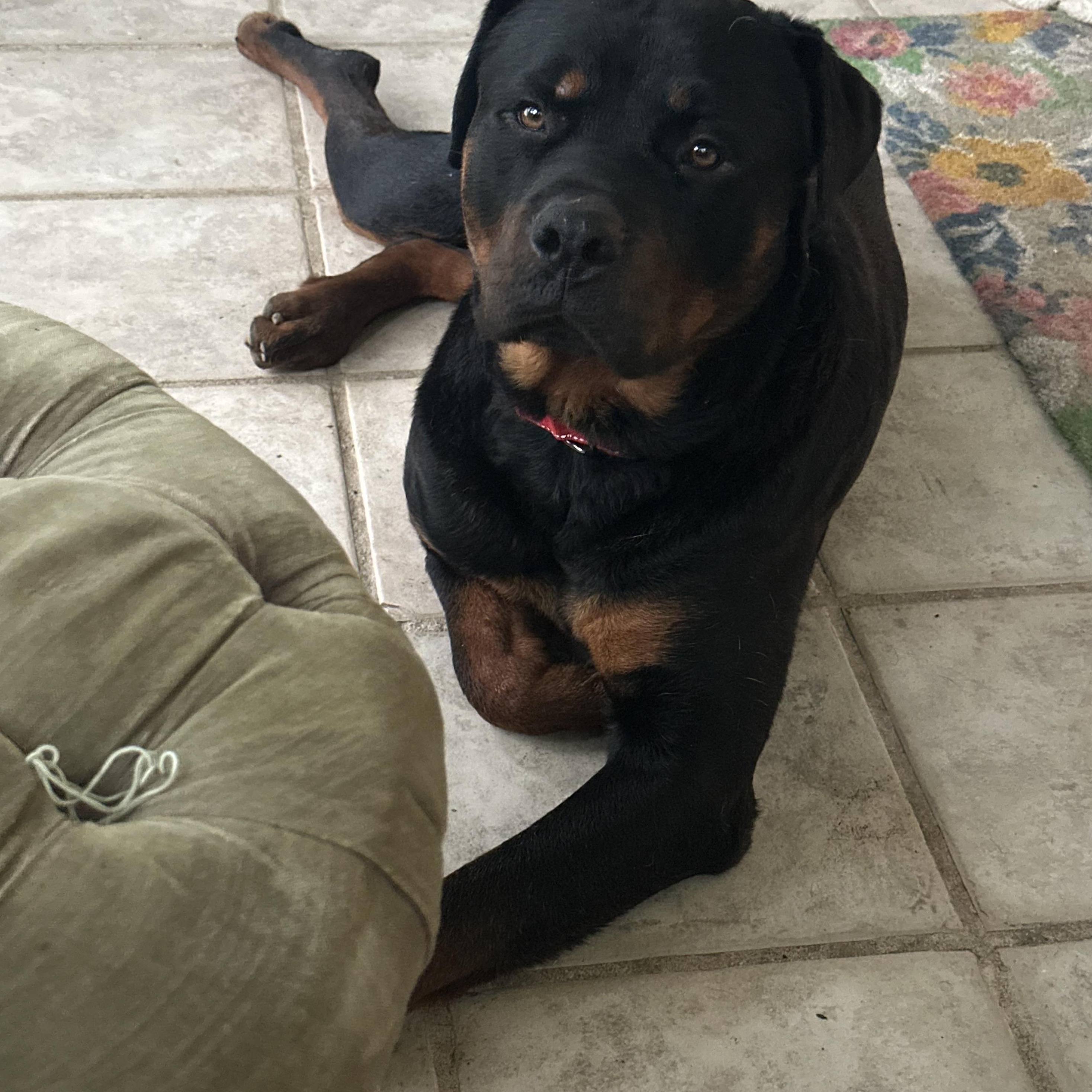 Brutus, Adoptable, Adult Male Rottweiler.