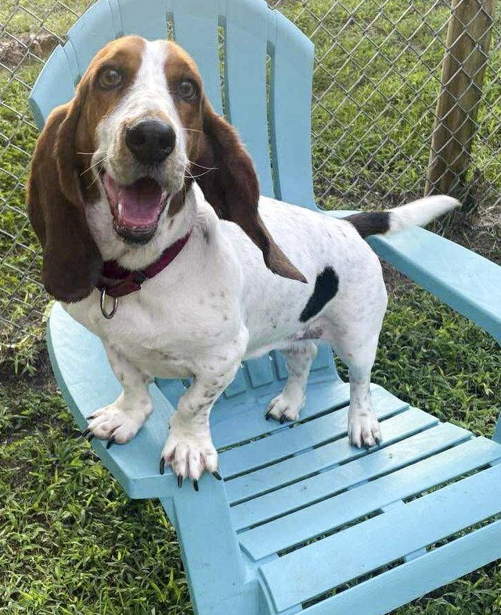 Enlarge LUCY aka LULA, a Adoptable Basset Hound in Mays Landing, NJ image 1/3