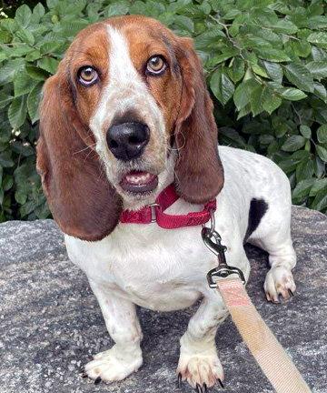 Enlarge LUCY aka LULA, a Adoptable Basset Hound in Mays Landing, NJ image 2/3