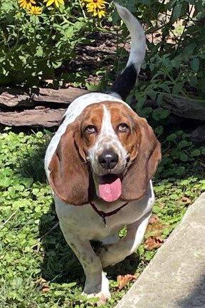 Enlarge LUCY aka LULA, a Adoptable Basset Hound in Mays Landing, NJ image 3/3
