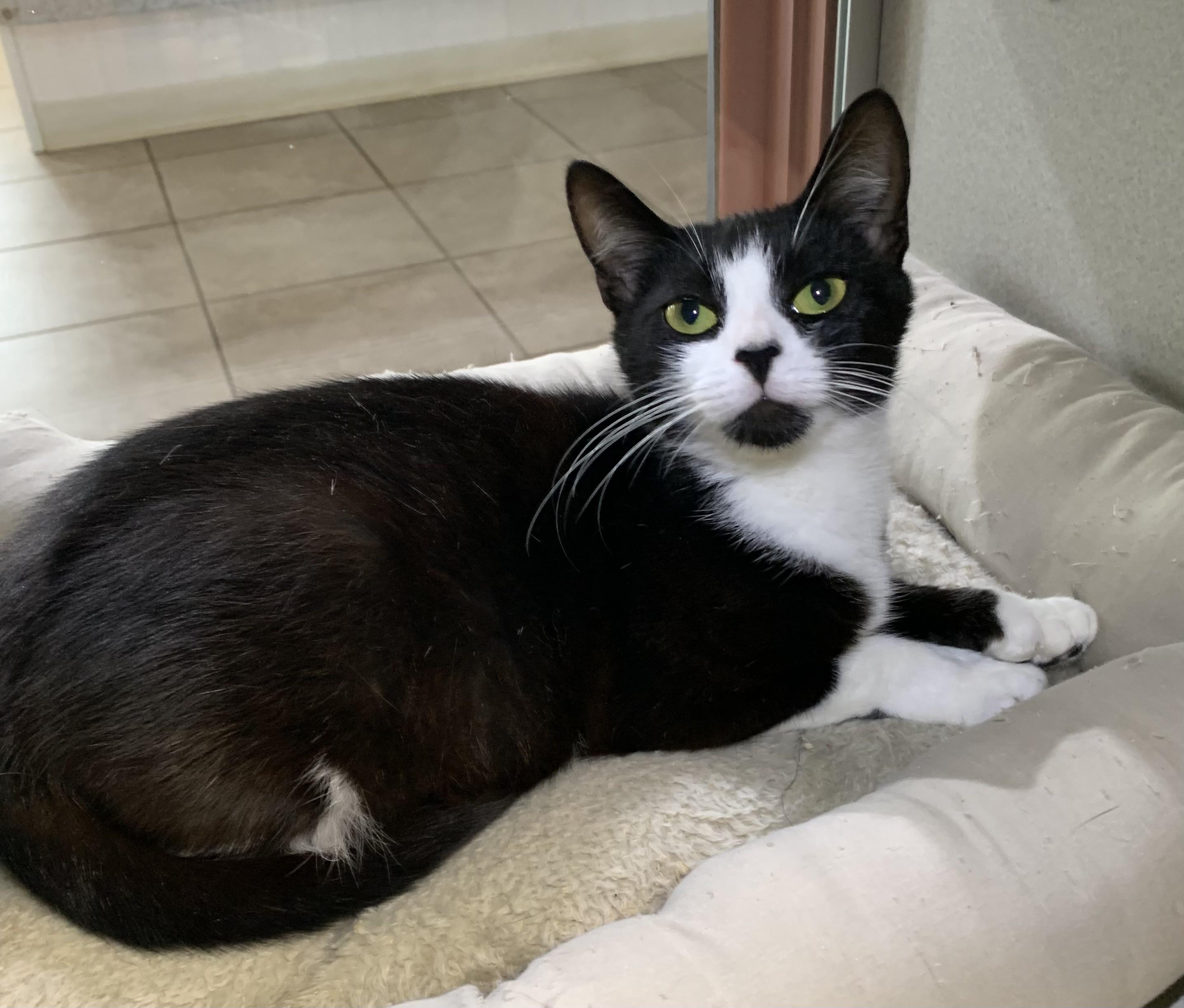 Enlarge Tinkerbell, a Adopted mixed breed in Massena, NY image 2/3