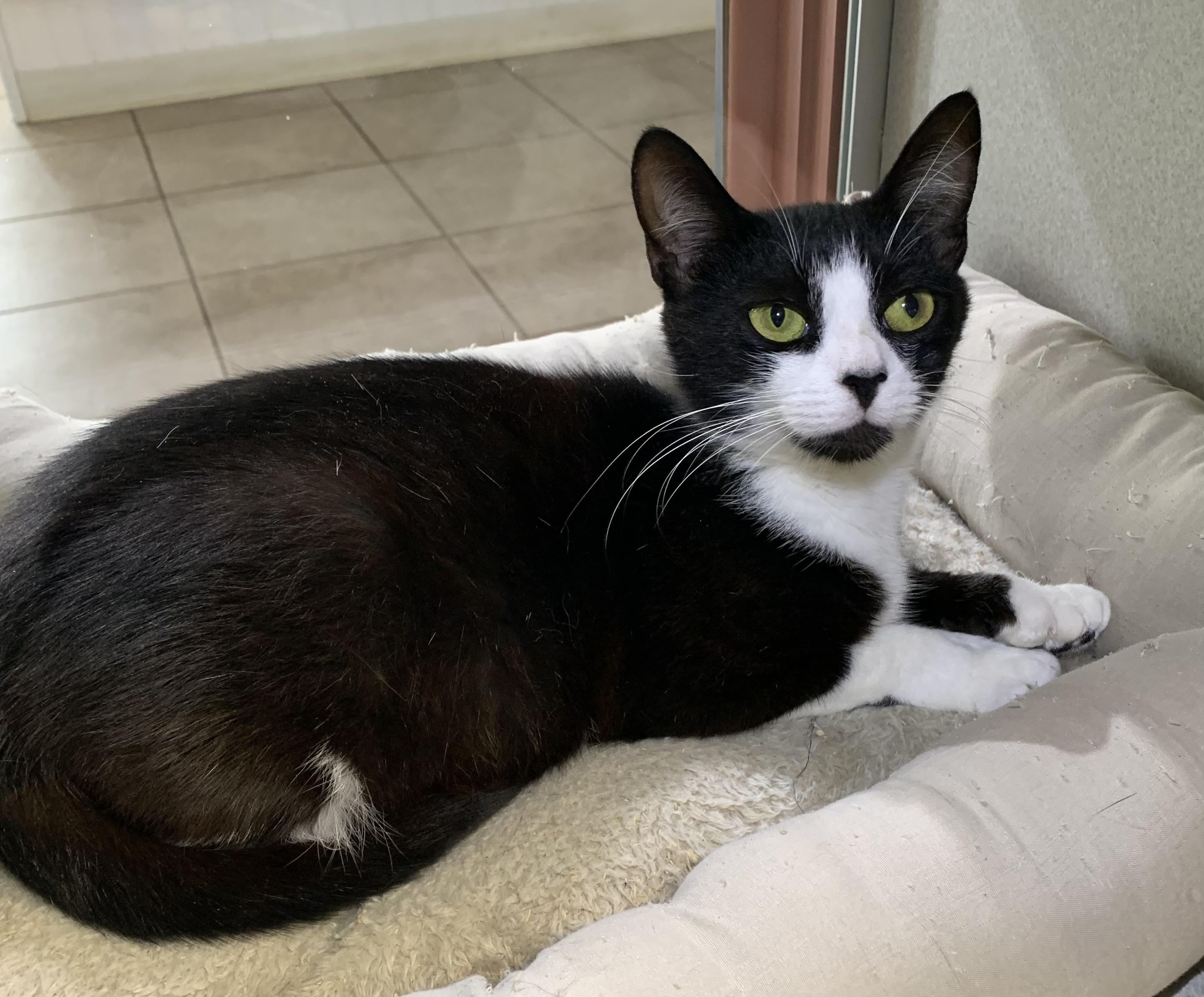 Enlarge Tinkerbell, a Adopted mixed breed in Massena, NY image 3/3