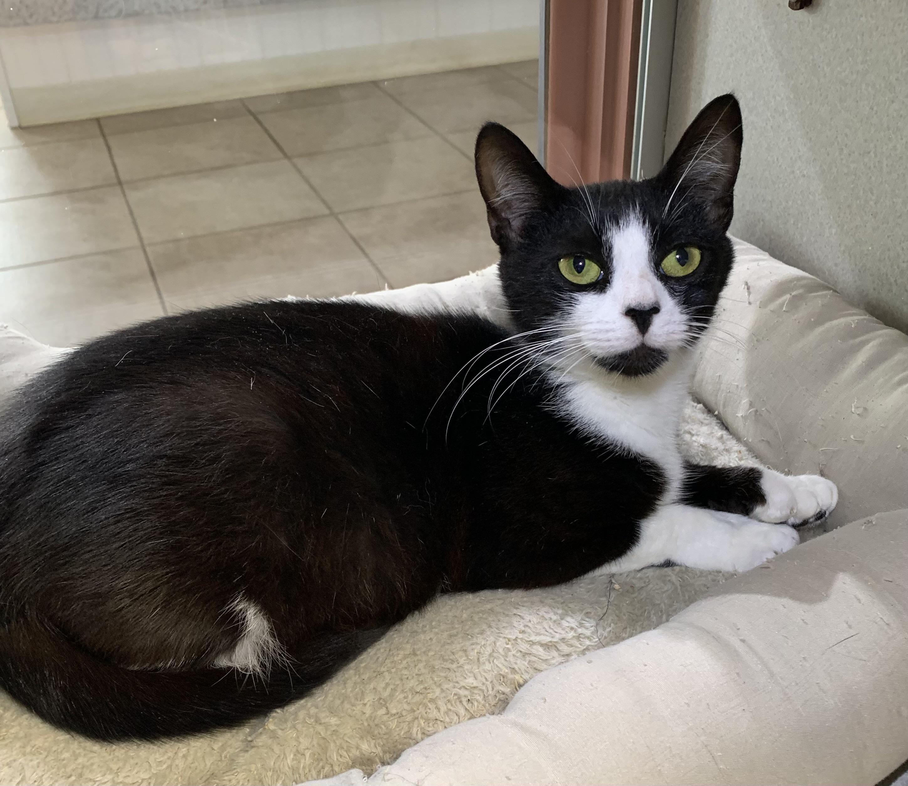 Enlarge Tinkerbell, a Adopted mixed breed in Massena, NY image 1/3
