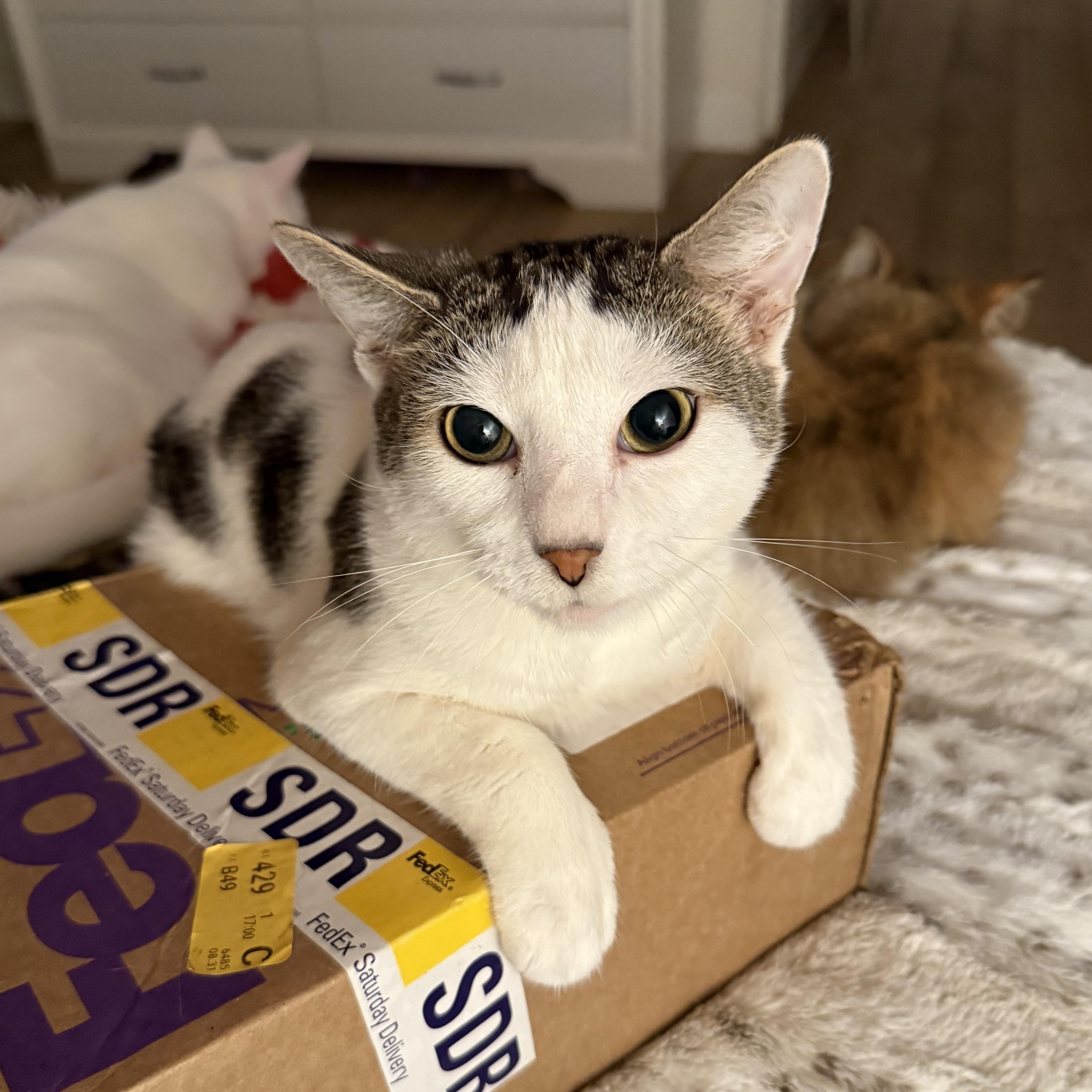 Enlarge Swimmy, a Adoptable Domestic Short Hair in Pinecrest, FL image 2/6
