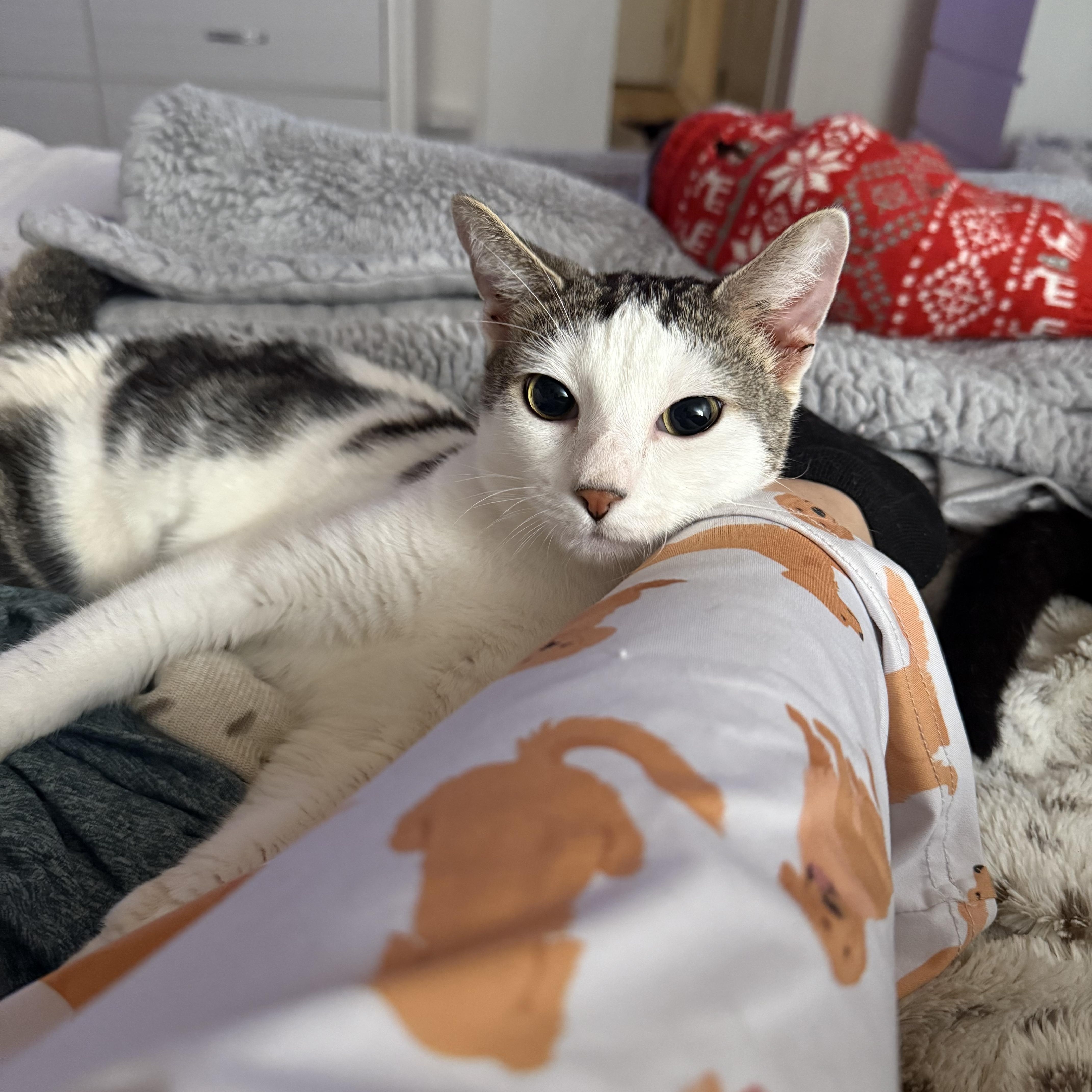 Enlarge Swimmy, a Adoptable Domestic Short Hair in Pinecrest, FL image 3/6