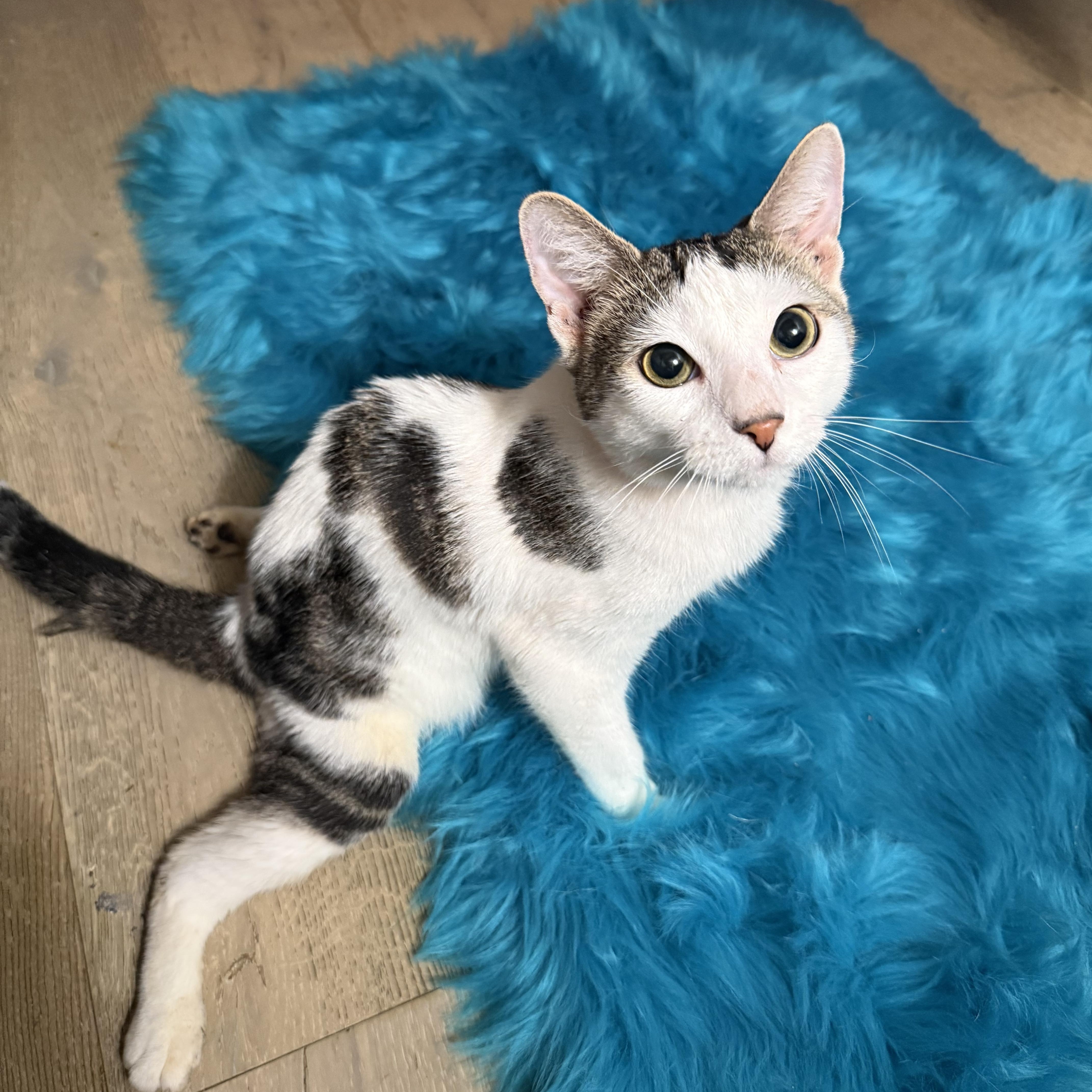 Swimmy, Adoptable, Adult Male Domestic Short Hair.